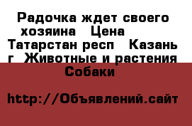 Радочка ждет своего хозяина › Цена ­ 100 - Татарстан респ., Казань г. Животные и растения » Собаки   